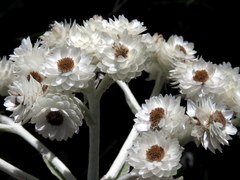 Helichrysum fruticans