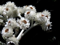 Helichrysum fruticans