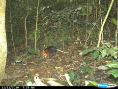 Black and Rufous Elephant Shrew photo 5