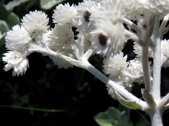 Helichrysum fruticans