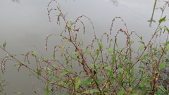 Persicaria pubescens