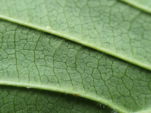 Viburnum dentatum
