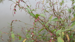 Persicaria pubescens