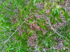 Diospyros tropophylla image