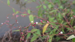 Persicaria pubescens