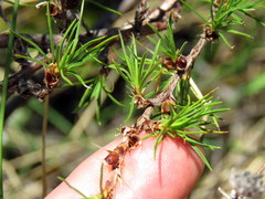 Cliffortia atrata