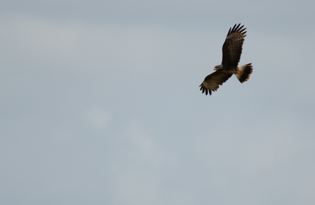 Everglade Snail Kite