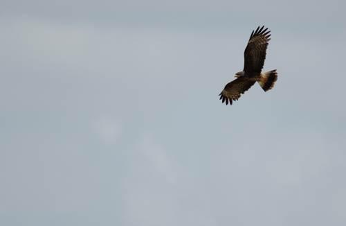 Everglade Snail Kite
