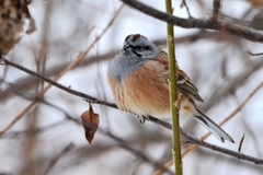 Emberiza godlewskii