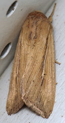 Leucania phragmitidicola