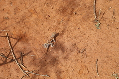 Chalarodon madagascariensis