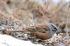 Emberiza godlewskii