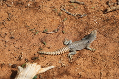 Oplurus cyclurus