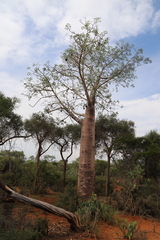 Adansonia