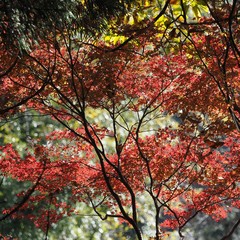 Acer palmatum