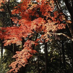 Acer palmatum