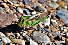Locusta migratoria
