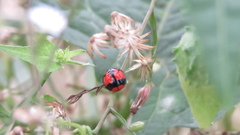 Coelophora biplagiata