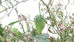 Actinostemma tenerum