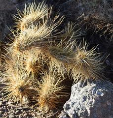 Echinocereus engelmannii