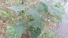 Actinostemma tenerum