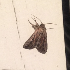 Noctuinae