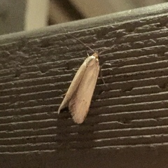 Lepidoptera