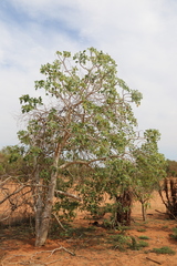 Jatropha mahafalensis