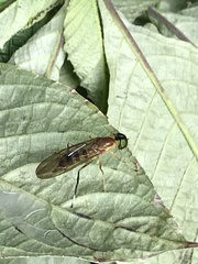 Ptecticus cingulatus