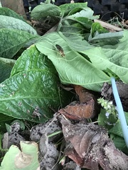 Ptecticus cingulatus