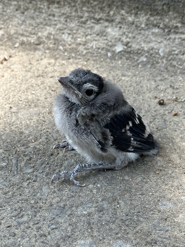 Blue Jay