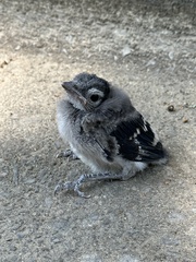Blue Jay photo 6