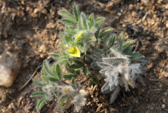 Leobordea divaricata