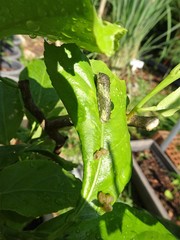 Papilio demoleus malayanus