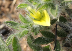 Leobordea divaricata