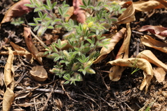 Leobordea divaricata