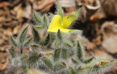 Leobordea divaricata