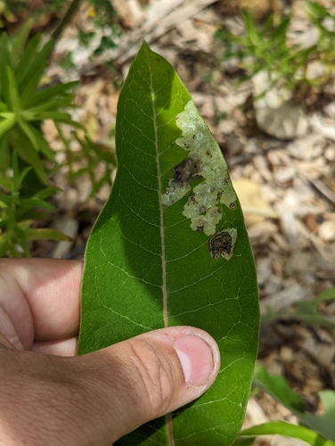 Milkweed Leaf-miner Fly photo 4