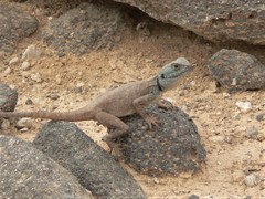 Pseudotrapelus sinaitus