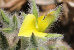 Leobordea divaricata