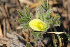 Leobordea divaricata