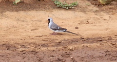 Oena capensis aliena