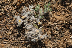 Leobordea divaricata