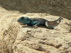 Pseudotrapelus sinaitus