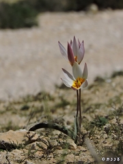 Tulipa biflora
