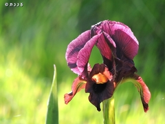 Iris atropurpurea