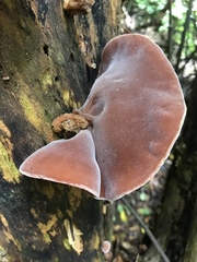 Ear Fungus - Photo (c) flo2018, some rights reserved (CC BY-NC), uploaded by flo2018