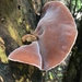 Ear Fungus - Photo (c) flo2018, some rights reserved (CC BY-NC), uploaded by flo2018