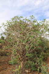 Jatropha mahafalensis