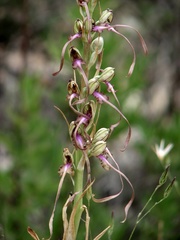 Himantoglossum caprinum